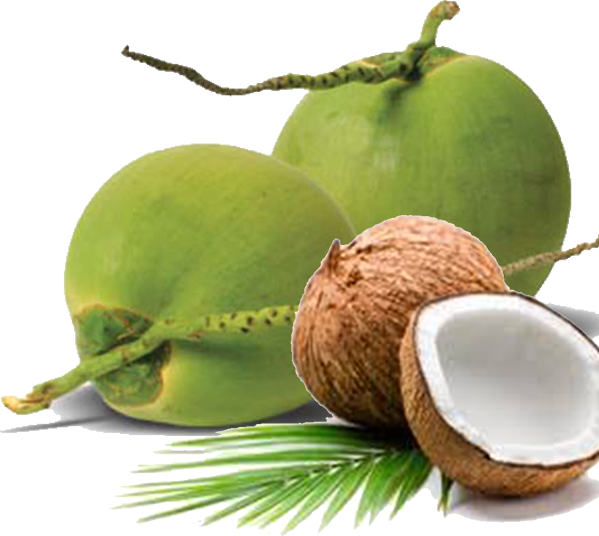We Are Able To Ensure Stability In Our Supply Chain - Green Coconut (599x536), Png Download