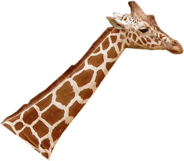 Giraffenhals Blick Rechts - Giraffe Head Png (837x699), Png Download