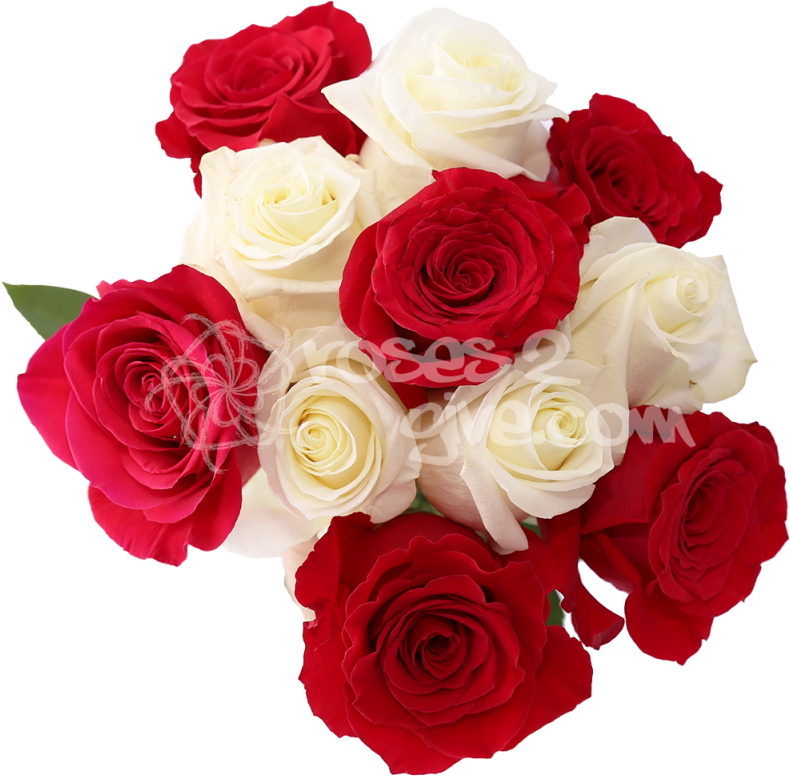 White - Red Combination - White And Red Rose Flowers Images Png (800x800), Png Download