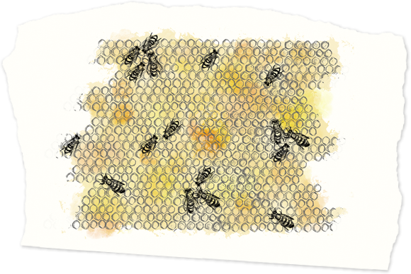 Honeybee (580x387), Png Download