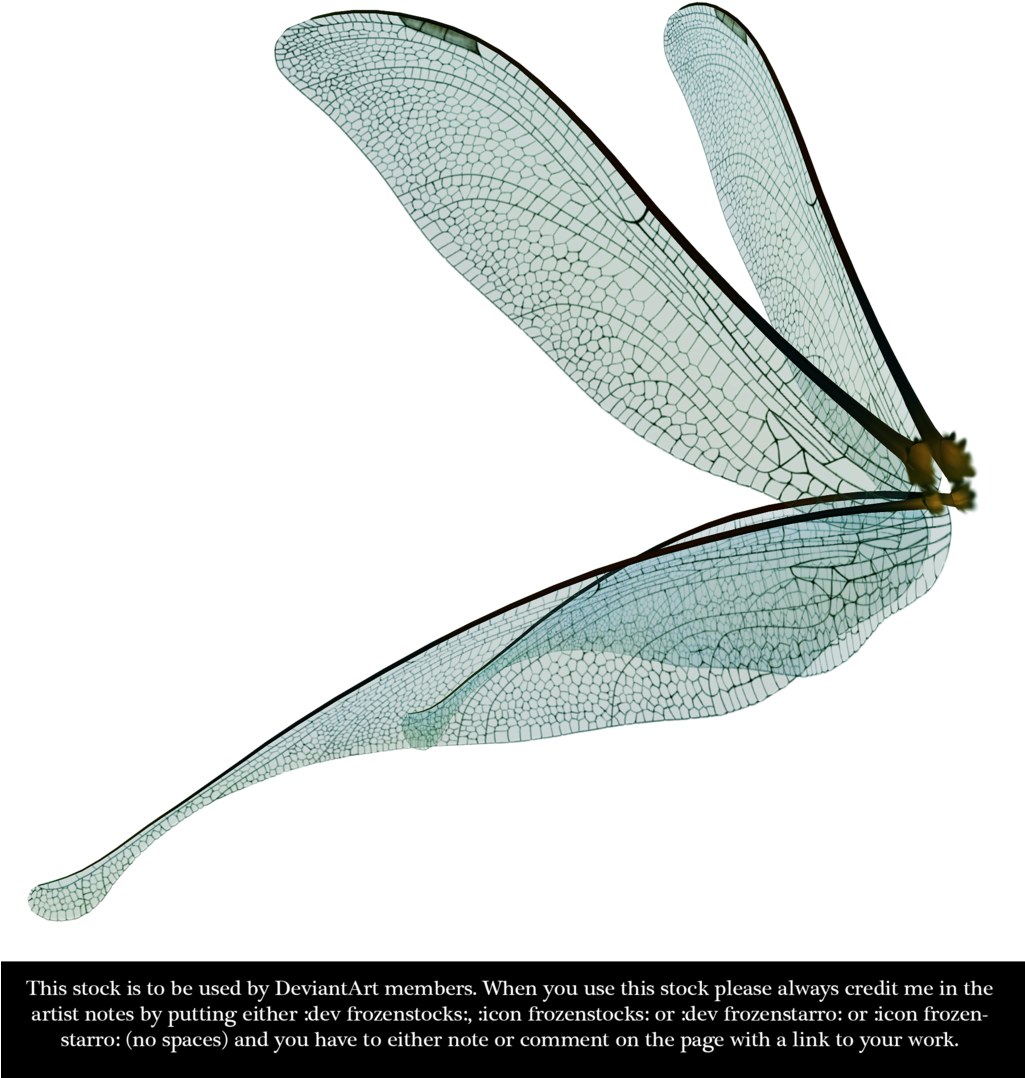 Dragonfly Fairy Wings Render By Frozenstocks - Dragonfly Wings Side View (1024x1097), Png Download