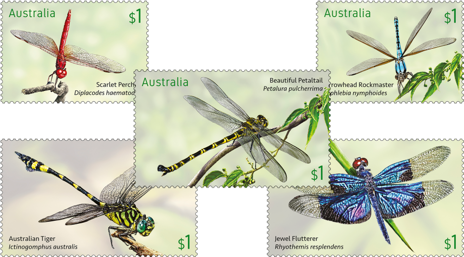 Set Of Dragonflies - Australia (970x545), Png Download