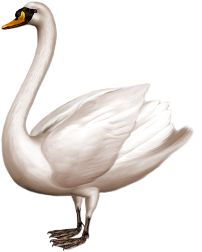Black Swan Sticker - Swan Png (458x551), Png Download