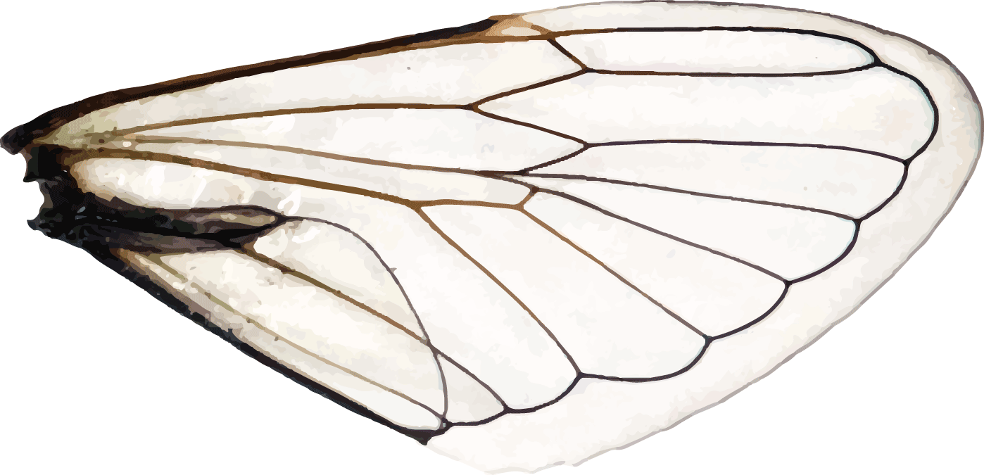 Wings Of A Dragonfly Right - Dragonfly (1398x675), Png Download