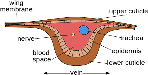 Enter Image Description Here - Structure Of Wing In Insects (500x299), Png Download