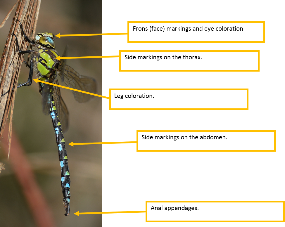 Below Are Examples Using A Male Southern Hawker - Southern Hawker (975x777), Png Download