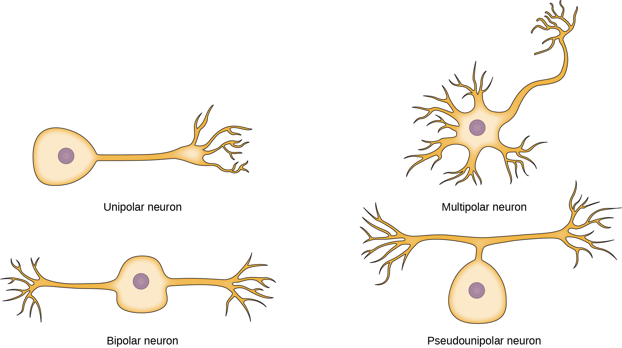 The Unipolar Cell Has A Single, Long Axon Extending - Bipolar Multipolar Pseudounipolar Unipolar Neurons (2117x1184), Png Download