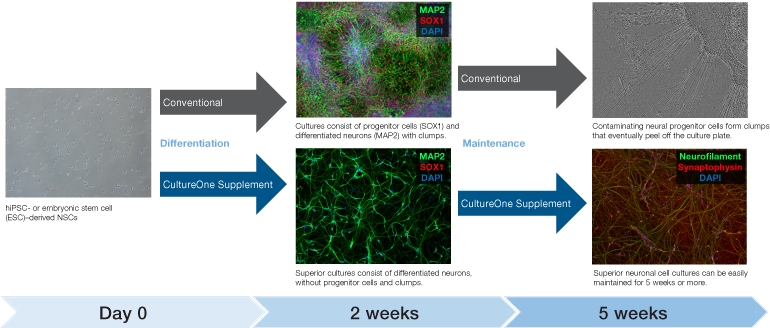 Neuronal Cultures Can Be Maintained For 5 Weeks - Neuronal Culture 2 Days (785x347), Png Download