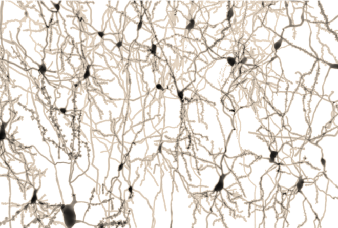 Download From Neuron To Brain - Neuron - Full Size PNG Image - PNGkit