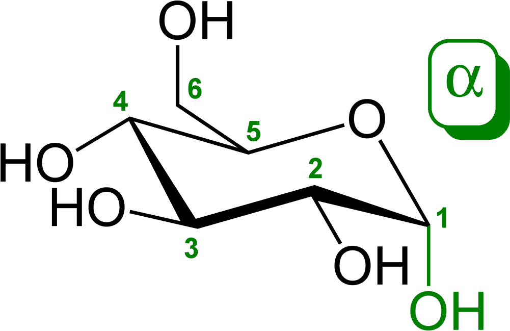 In 3d Terms, Glucose Molecules, When Cyclised Exist - D Glucose (1100x747), Png Download