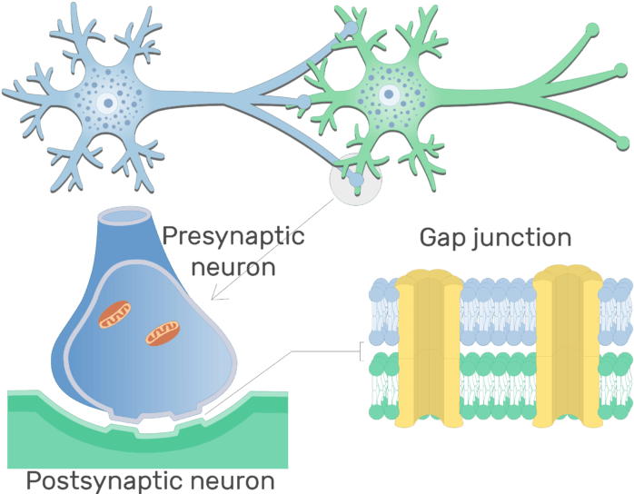 An Image Showing Gap Junction Of An Electrical Synapse - Basic Structure Of Synapse (714x550), Png Download