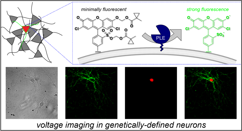 Vf-ex Toc Website - Voltage-sensitive Dye (1000x518), Png Download