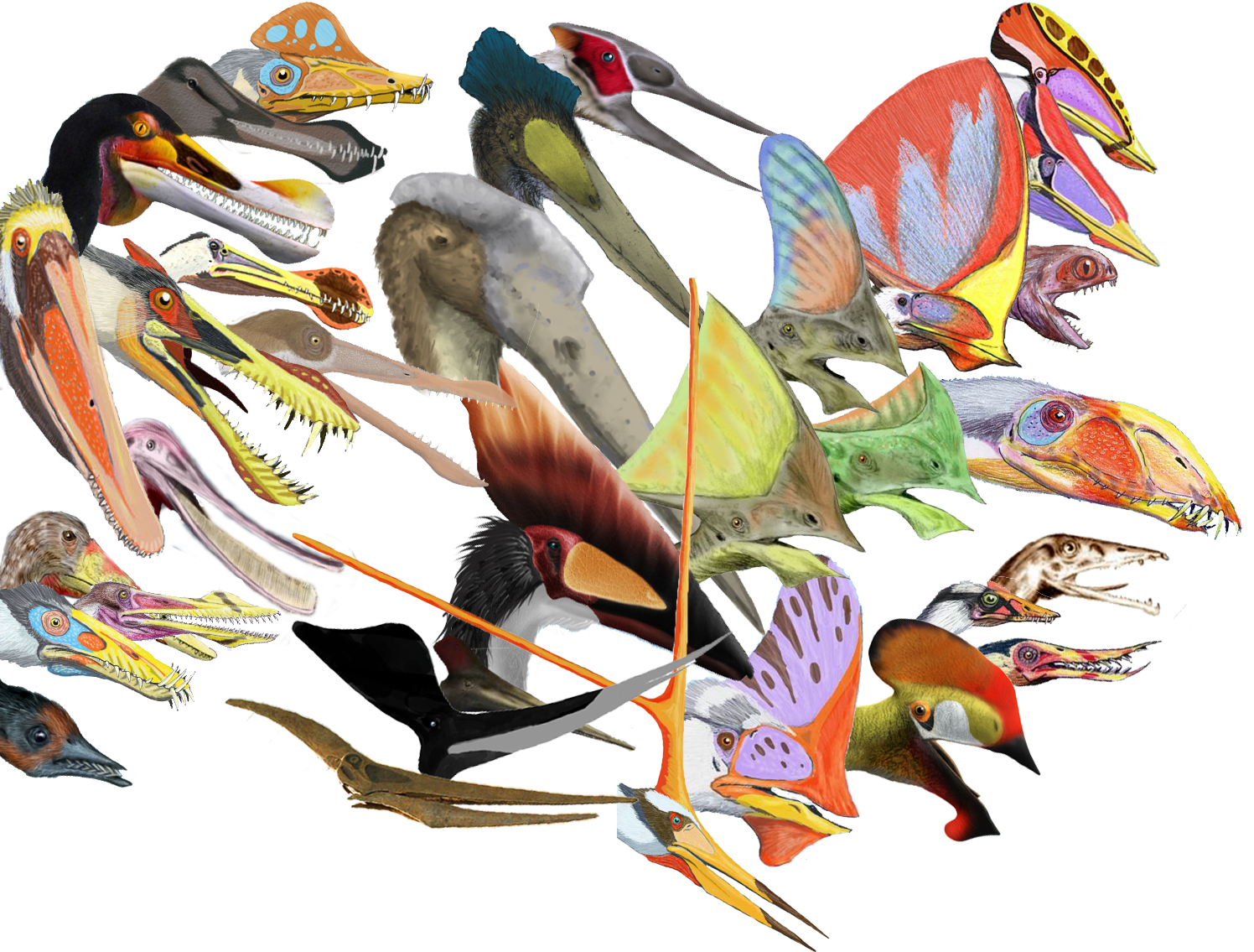 Pterosaurs Head Crests - Scaphognathus Crassirostris (1496x1135), Png Download