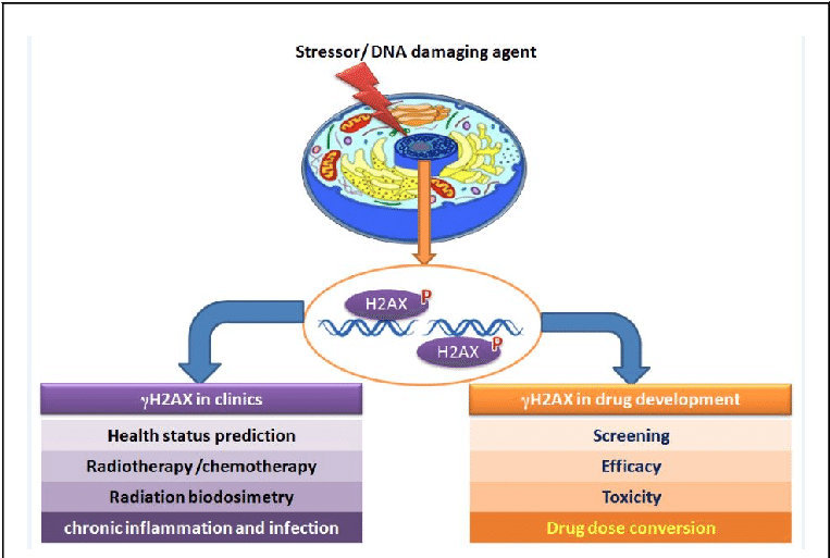 Γh2ax As A Biomarker In Clinics And In Drug Discovery - Drug (769x516), Png Download