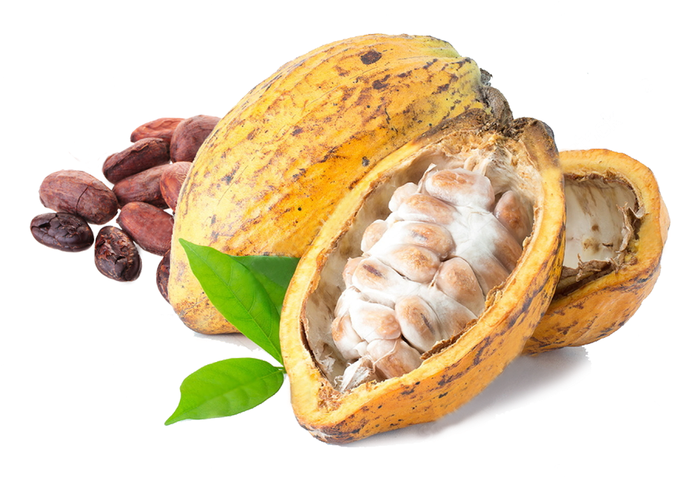Cacao Png (1000x711), Png Download