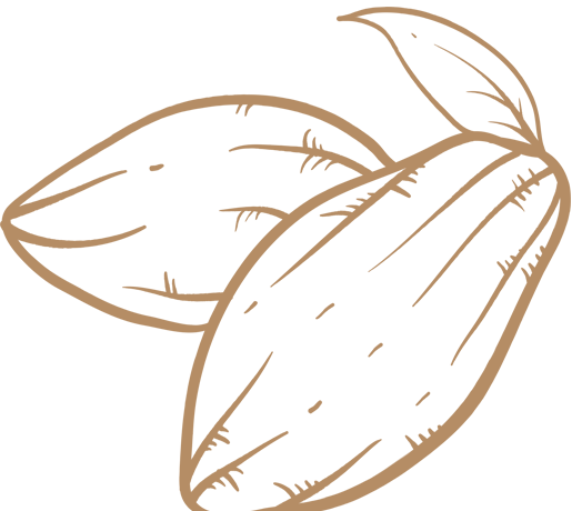 Cacao - Mazorca De Cacao Png (515x460), Png Download