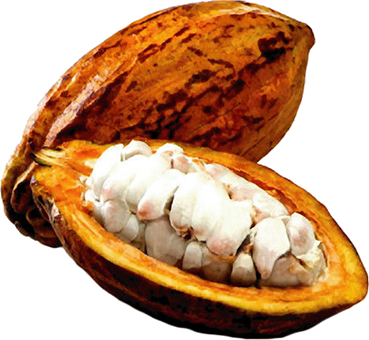 Beneficios Del Licor De Cacao (369x340), Png Download
