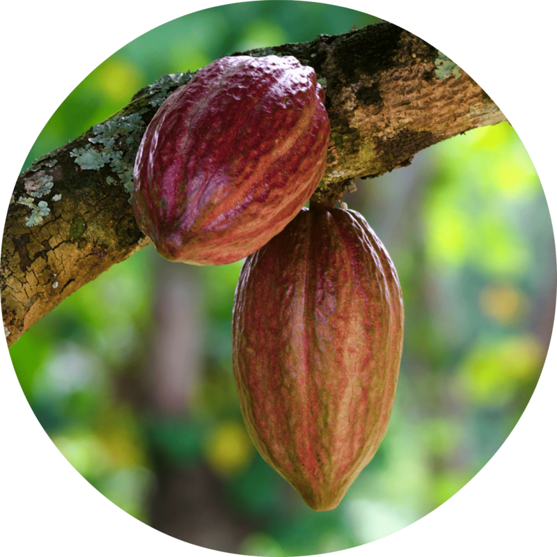 Free Png Cacao Png Images Transparent - Cacao Png (480x480), Png Download