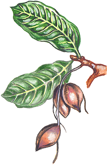 Ilustración De Una Rama Del Árbol Del Cacao Con Algunas - Donde Proviene El Chocolate (375x591), Png Download