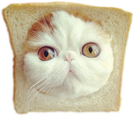 Tumblr Inline Mvjsnxodo21qd6gic - Cute Cats In Bread (500x491), Png Download