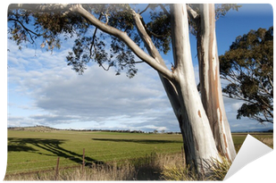 Eucalyptus Tree And Pasture In Beautiful Afternoon - Picture Frame (400x400), Png Download