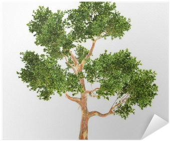 Eucalyptus Tree (400x400), Png Download