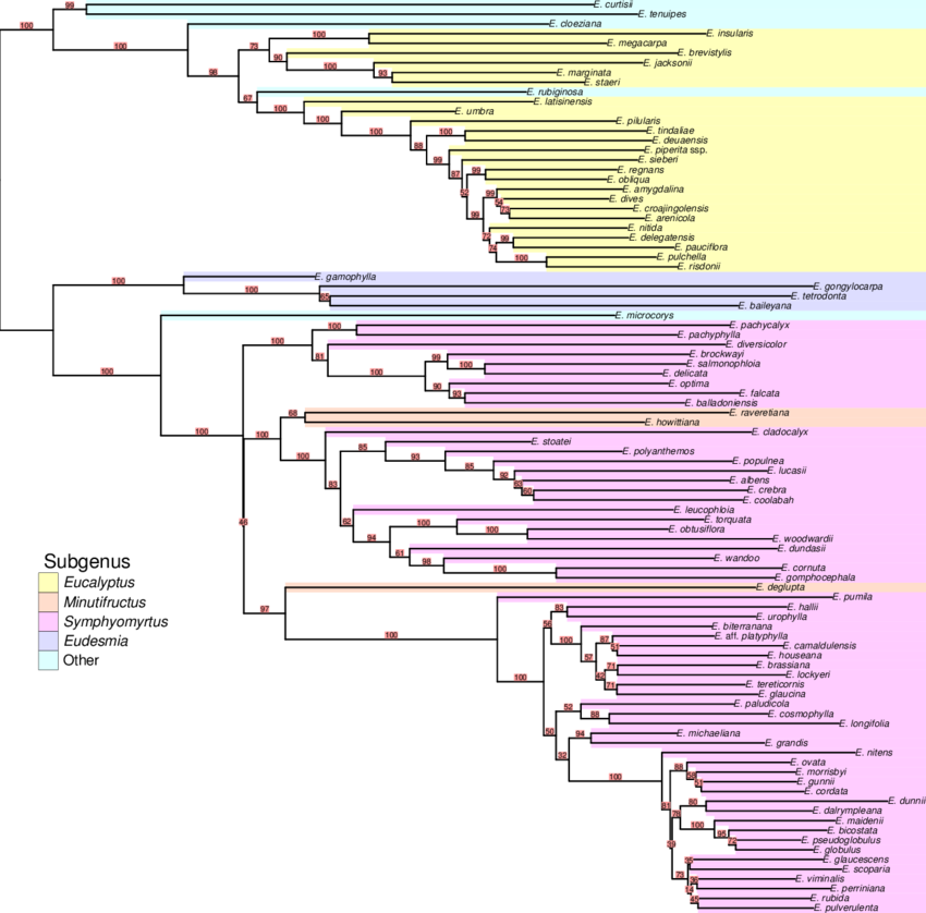 Eucalyptus Phylogeny Derived From Dart Data Analyzed - Phylogenetic Tree (850x838), Png Download
