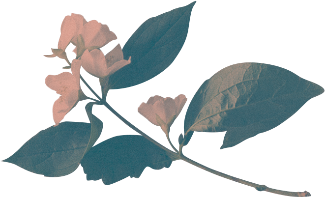 Introducing The London Based Edit Collective - Flores Squarespace (700x466), Png Download