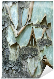 Driftwood (400x400), Png Download