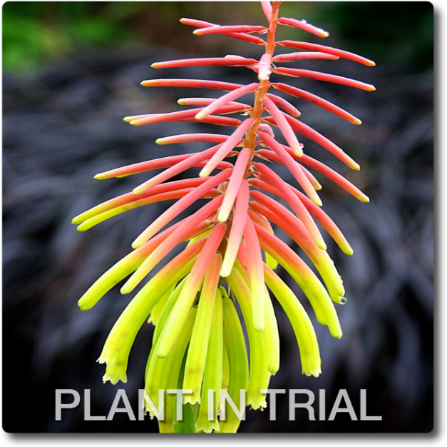 Kniphofia Rufa Rasta (650x650), Png Download