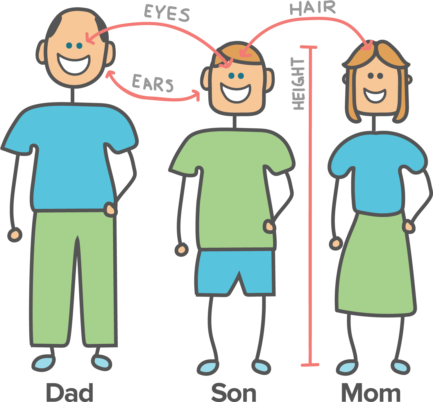 Parents Genes (1489x1410), Png Download
