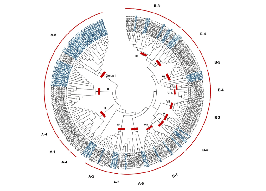 Phylogenetic Analysis Of Erf Family Genes In S - .org (850x609), Png Download