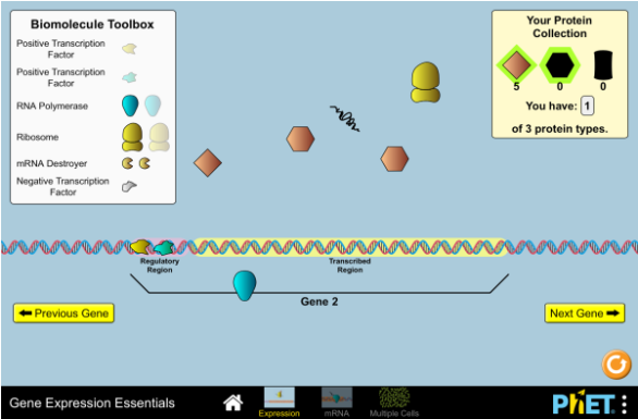Gene Expression Essentials - Gene Expression Phet (800x400), Png Download