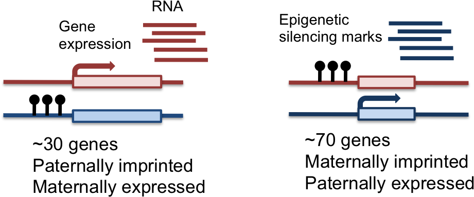 Blog Fig1 - Gene Imprinting (928x409), Png Download