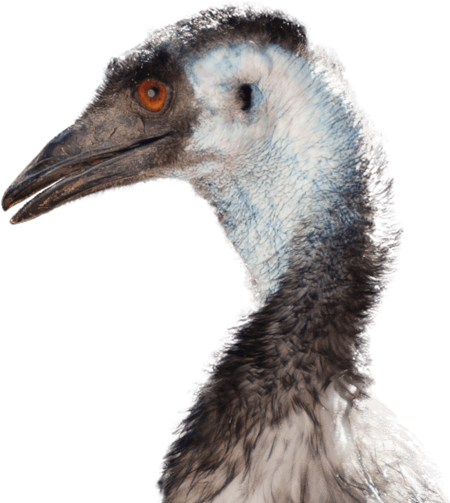 Emu Featured Min - Emu Png (1053x727), Png Download