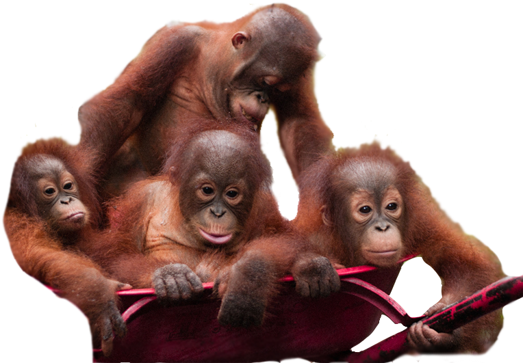 Orangutan Download Png Image - Borneo Orangutan Survival (800x677), Png Download