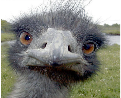 Peek-a-boo Ostrich Postcards (package Of 8) (599x341), Png Download