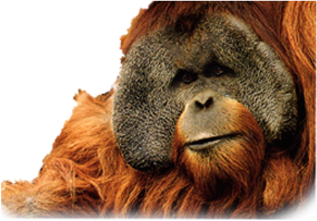 Orangutan Png Image Transparent Background - Orangutan Png (500x322), Png Download