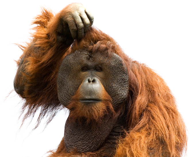 Orangutan Png (662x548), Png Download