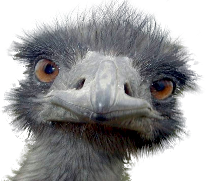 Emu - Peek-a-boo Ostrich Postcards (package Of 8) (960x721), Png Download