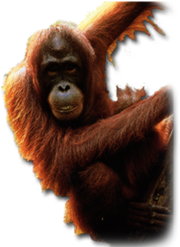 Orangutan Males Have Evolved A Unique Strategy For - Orangutan Png (381x500), Png Download