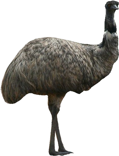 333-3330141_southern-cassowary-emu-with-white-background.png