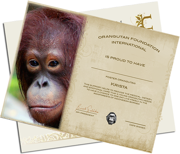 Orangutan Foundation International (584x500), Png Download