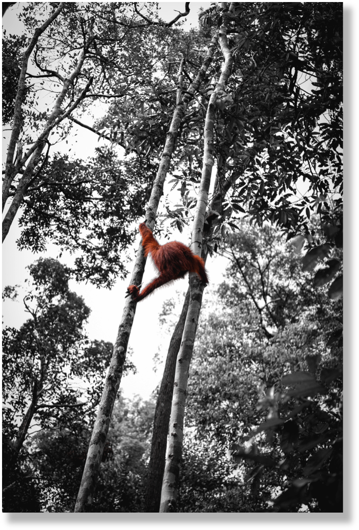 Orangutan Png (707x1042), Png Download