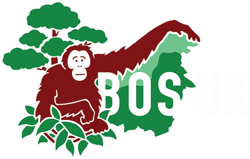 Borneo Orangutan Survival Uk - Borneo Orangutan Survival Foundation (500x319), Png Download