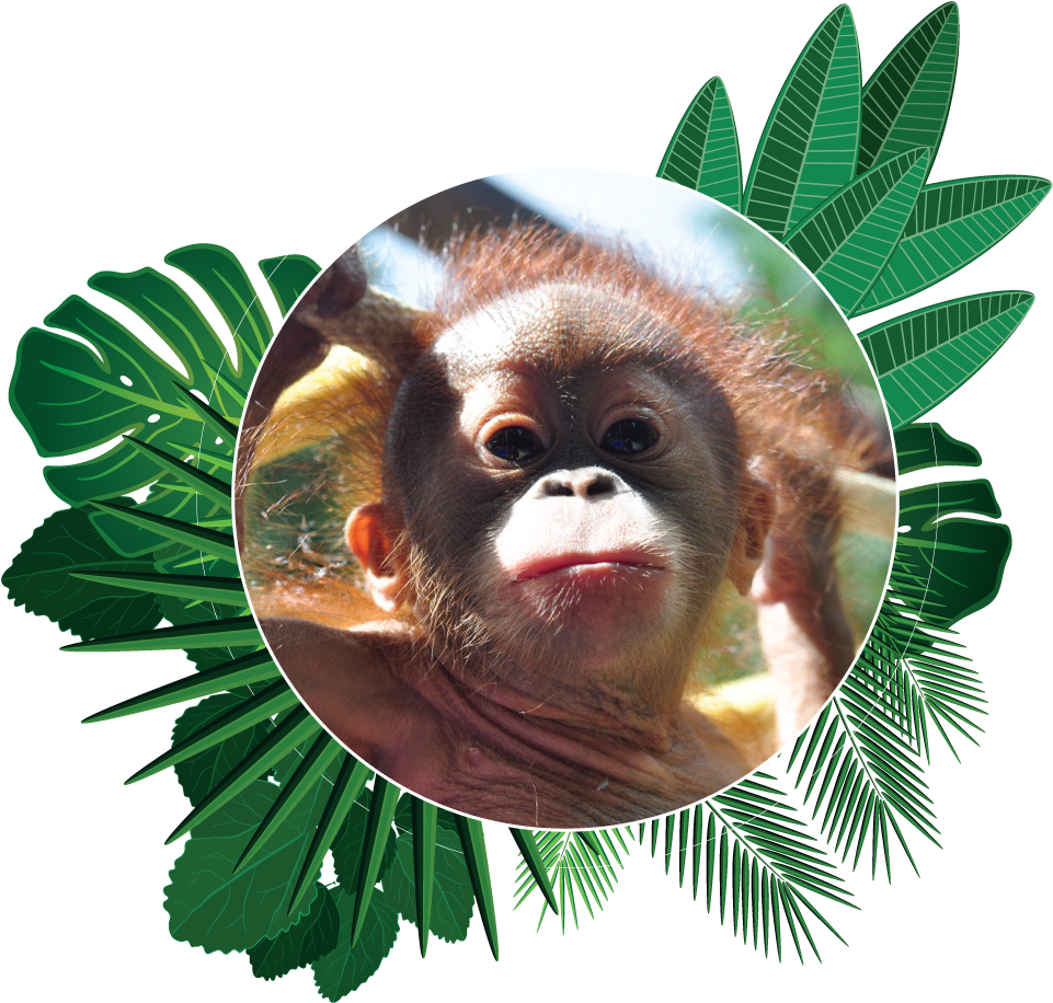 Popi The Orangutan Aware Environmental Adventure Of - Orangutan (976x1301), Png Download