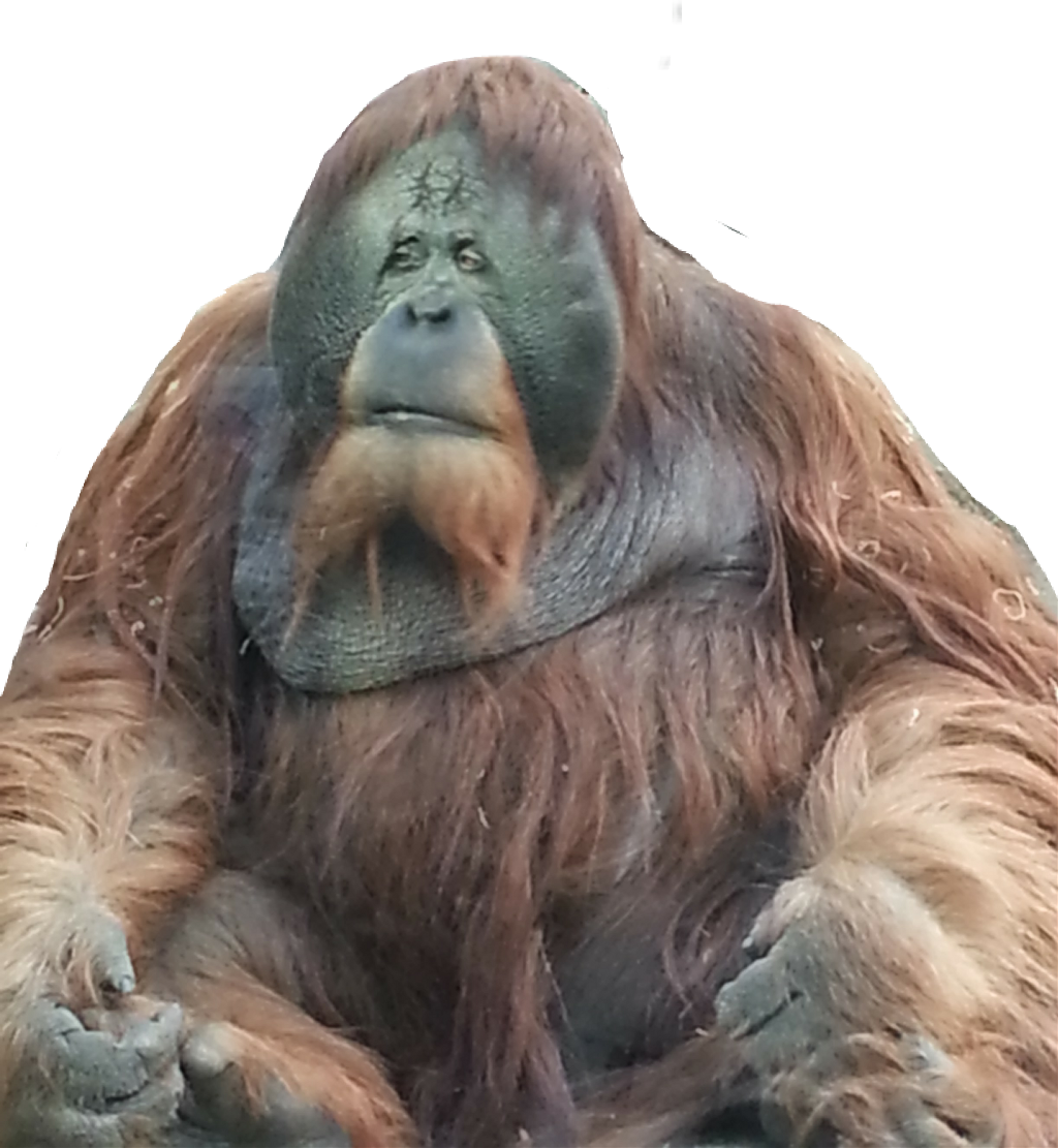 Orangutan Sticker - Orangutan (1024x1111), Png Download