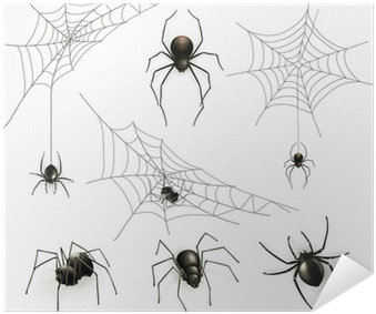 Spider-opedia Name That Spider [book] (400x400), Png Download