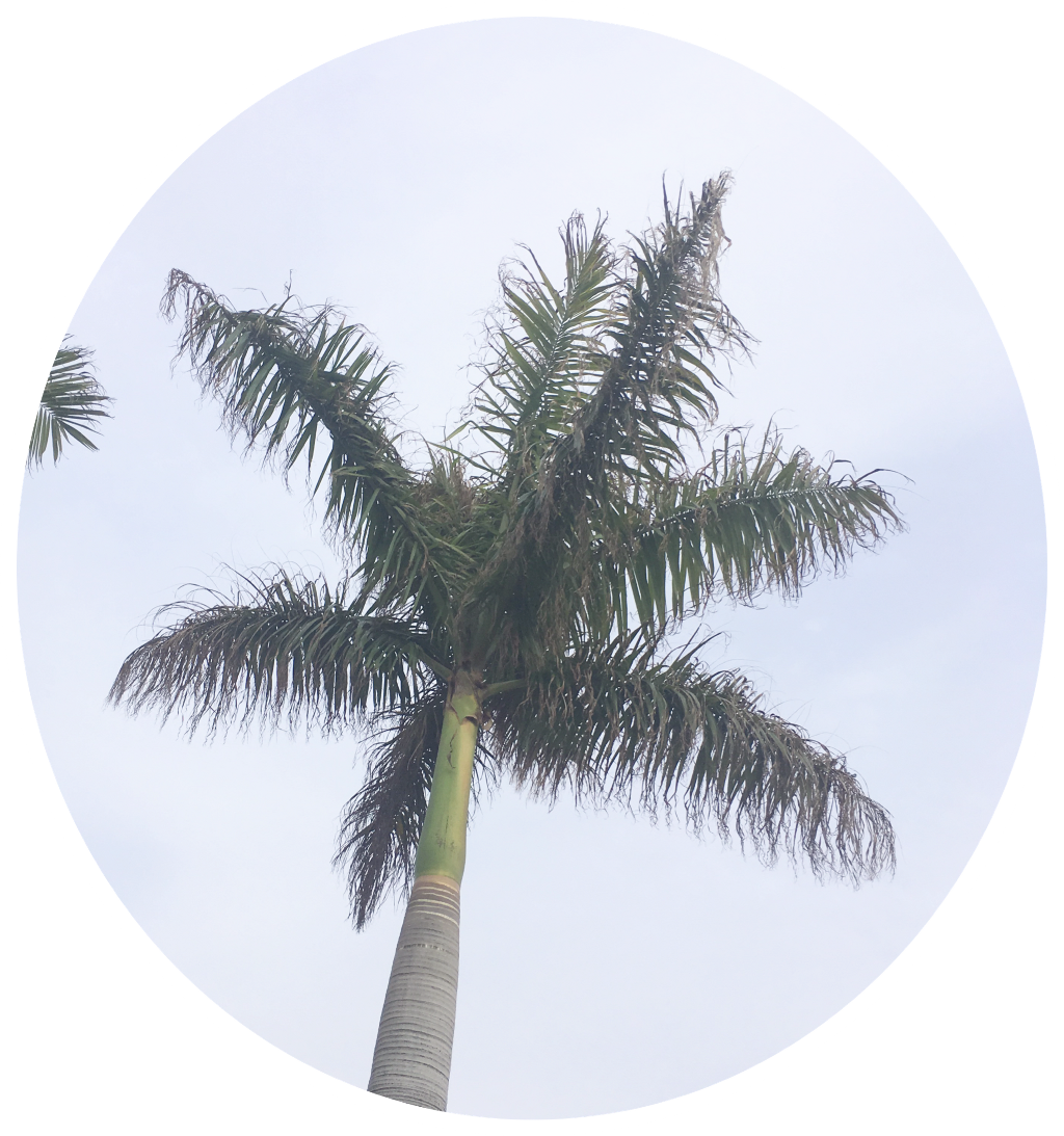 Png Pngstickers Palmeiras Palmtrees Freetoedit - Sociedade Esportiva Palmeiras (1024x1093), Png Download