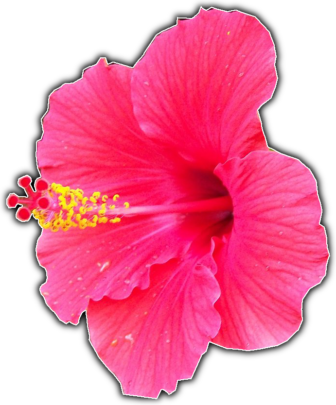 Script-fu > Bw Border V2 - Hawaiian Hibiscus (691x834), Png Download